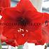 Amaryllis Red Lion 30/32 Prep. (x10)