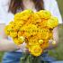Ranunculus Amandine Gold 3/5 (x250)