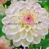 Ball Eveline Festival Winter Dahlia Ball Dahlia Eveline I (x14x1)