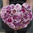Ranunculus Amandine Purple Jean 3/5 (x250)