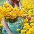 Ranunculus Amandine Yellow Picotee 3/5 (x250)