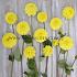 Ball Yellow Symphony Festival Winter Dahlia Ball Dahlia Yellow Symphony I (x14x1)