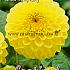 Ball Yellow Symphony Festival Winter Dahlia Ball Dahlia Yellow Symphony I (x14x1)