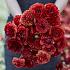 Ranunculus Amandine Chocolate 3/5 (x250)