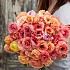 Ranunculus Friandine Salmon 3/5 (x250)