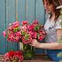 Ranunculus Reinette Rose 3/5 (x250)