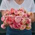 Ranunculus Wedding Pastel 3/5 (x250)