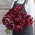 Paeonia Buckeye Belle 3/5 (x10)