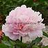 Paeonia Dinner Plate 3/5 (x10)