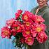 Paeonia Flame 3/5 (x10)
