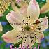 Dv Tigrinum Pink Festival Winter Lilium Lilium Tigrinum Pink 16/18 (x14x1)