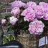 Paeonia Sarah Bernhardt 3/5 (x10)