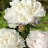 Paeonia Shirley Temple 3/5 (x10)