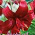 Dv Tigrinum Rood Festival Winter Lilium Lilium Tigrinum Rood 16/18 (x14x1)