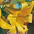 Dv Golden Splendour Festival Winter Lilium Lilium Golden Splendour 20/22 (x14x1)
