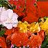 Double Dubbel Gemengd Festival Spring Begonia Begonia Double Mixed 5/6 (x14x5)