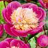 Paeonia Bowl Of Beauty 3/5 (x10)