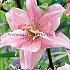 As Elodie Festival Spring Lilium Lilium Elodie 16/18 (x14x2)