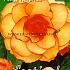 Picotee Geel Rood Festival Spring Begonia Begonia Picotee Yellow Red 5/6 (x14x3)