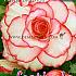 Picotee White (+ Red) Festival Spring Begonia Begonia White (+ Red) 5/6 (x14x3)