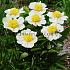 Paeonia Clair De Lune 3/5 (x 10)