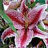 Or Tigerwoods Festival Winter Lilium Lilium Tigerwoods 16/18 (x14x2)