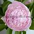 Paeonia Angel Cheeks 3/5 (x10)