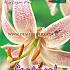 Species Martagon Festival Spring Lilium Lilium Martagon I (x14x1)