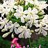 Albus, Wit Festival Winter Perennials Agapanthus Albus, Wit I (x14x1)