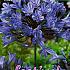 Blauw Festival Winter Perennials Agapanthus Blauw I (x14x1)