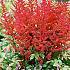Arendsii Fanal Festival Spring Perennials Astilbe Fanal 2/3 (x14x1)