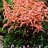 Japonica Bonn Festival Winter Perennials Astilbe Pink 2/3 (x14x1)