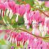 Spectablis Festival Winter Perennials Dicentra Spectablis 2/3 (x14x1)
