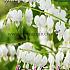 Spectablis Alba Festival Spring Perennials Dicentra Spectablis Alba 2/3 (x14x1)