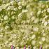 Paniculata Bristol Fairy Festival Spring Perennials Gypsophila Bristol Fairy I (x14x1)