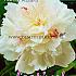 Festiva Maximal Festival Winter Paeonia Paeonia Festiva Maximal 2/3 (x14x1)