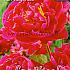 Karl Rosenfield Festival Spring Paeonia Paeonia Karl Rosenfield 2/3 (x14x1)