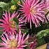 Cactus Of Semicactus Dwarf Park Princess Festival Winter Dahlia Cactus Of Semicactus Dahlia Park Princess I (x14x1)
