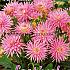 Cactus Of Semicactus Dwarf Park Princess Festival Winter Dahlia Cactus Of Semicactus Dahlia Park Princess I (x14x1)