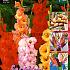 Large Flowered Gemengd Festival Spring Big packs mixes Gladiolus Mixed  12/14 (x15x40)