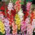 Large Flowered Gemengd Festival Spring Gladiolus Large Flowered Gladiolus Gemengd 14/+ (x10x10)