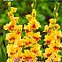 Large Flowered Jester Festival Spring Gladiolus Large Flowered Gladiolus Jester 14/+ (x10x10)