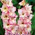 Large Flowered Priscilla Festival Spring Gladiolus Large Flowered Gladiolus Priscilla 14/+ (x10x10)