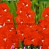 Large Flowered Traderhorn Festival Winter Gladiolus Large Flowered Gladiolus Traderhorn 14/+ (x10x10)
