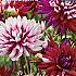 Decorative Small Flowered Rebecca's World Festival Spring Dahlia Small Flowered Dahlia Rebecca's World I (x14x1)