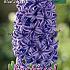 Hyacinths Blue Jacket 17/18 (x10x3)