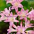 Belladonna Belladonna Festival Spring Miscellaneous Amaryllis Belladonna 20/+ (x14x1)