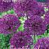 Allium Purple Sensation 10/12 (x12x5)