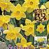 Narcissus Carlton 12/14 (x15x15)