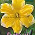 Narcissus Cassata 14/16 (x8x5)